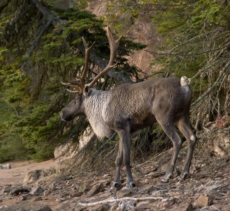 Featured image for “Is it a Caribou or a Reindeer?”