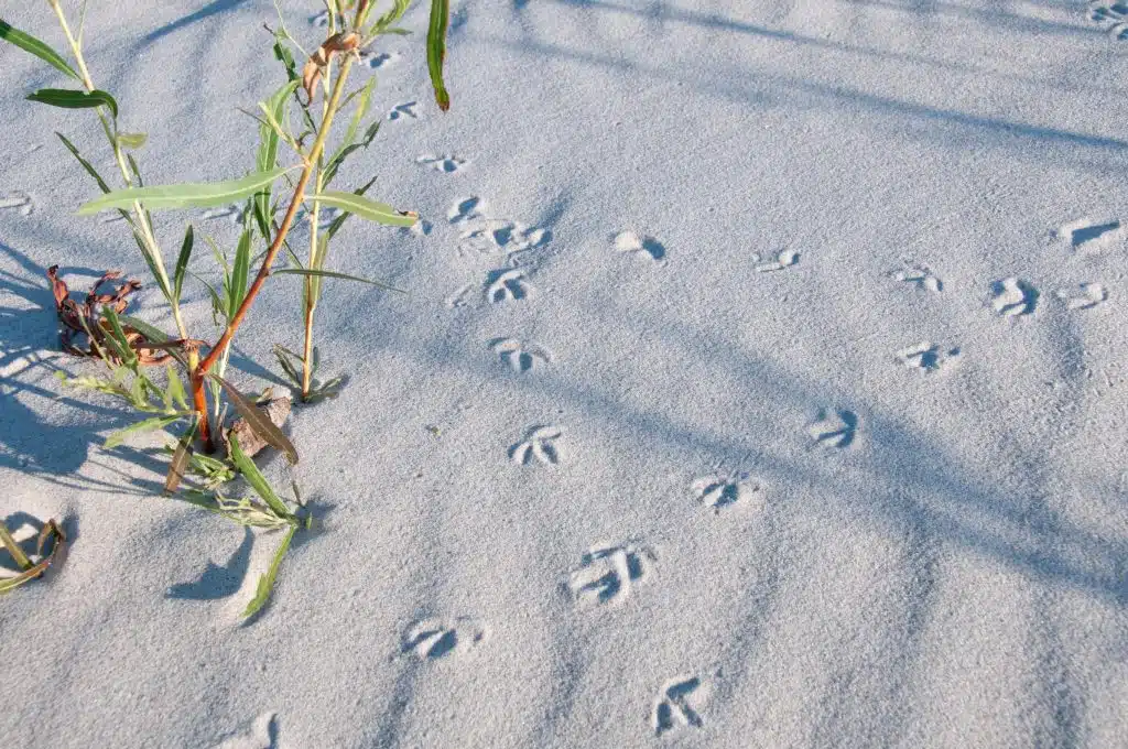 Several animal tracks in a white sandy shoreline with a green plant