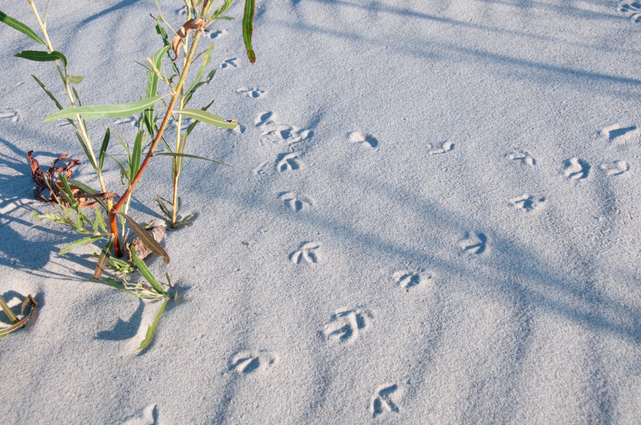 Featured image for “How to Identify Animal Tracks”