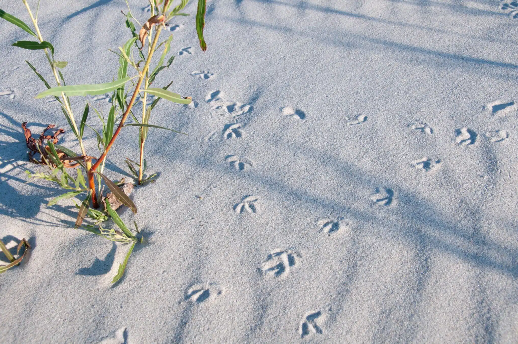 Featured image for “How to Identify Animal Tracks”