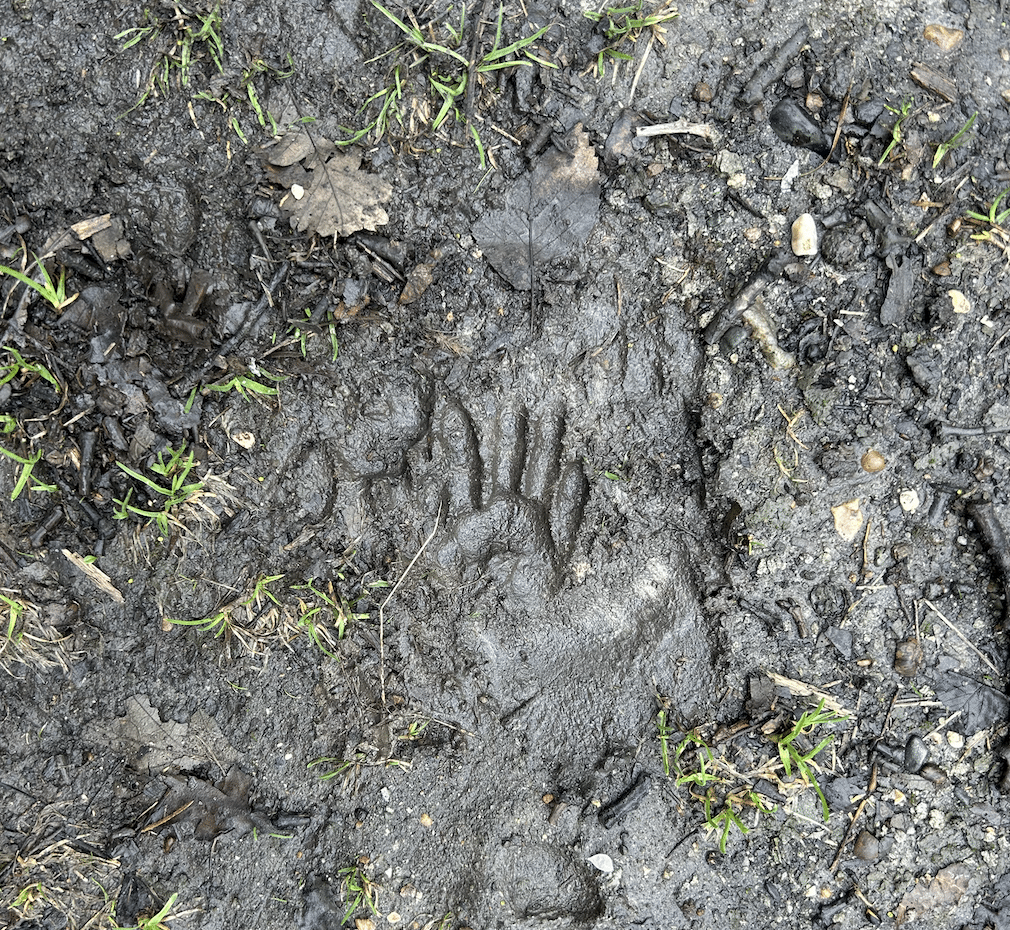 A small hand-like animal track made in dark brown mud