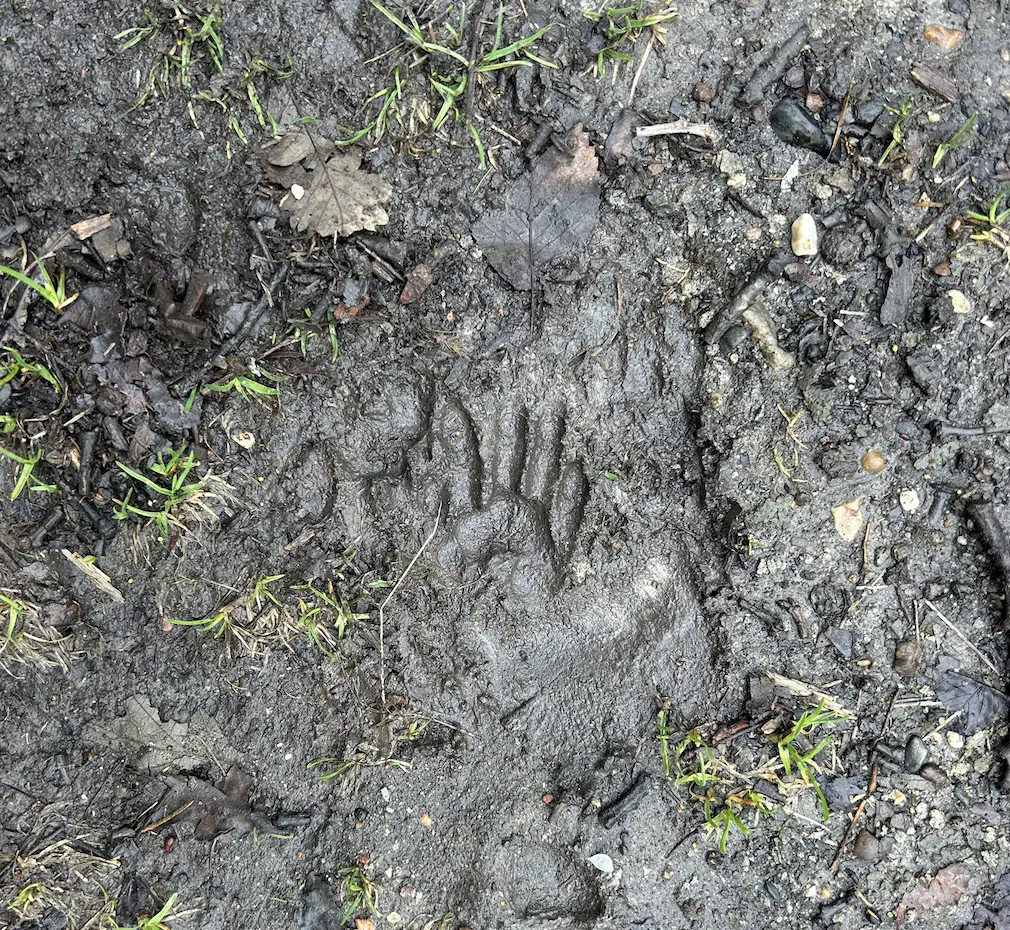 A small hand-like animal track made in dark brown mud