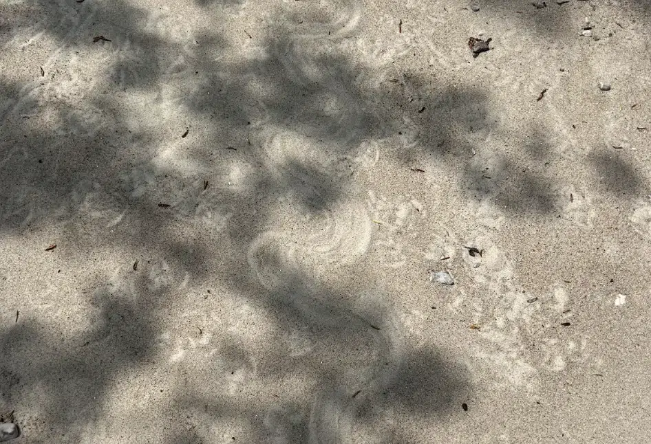 A swirling animal track on a sandy beach