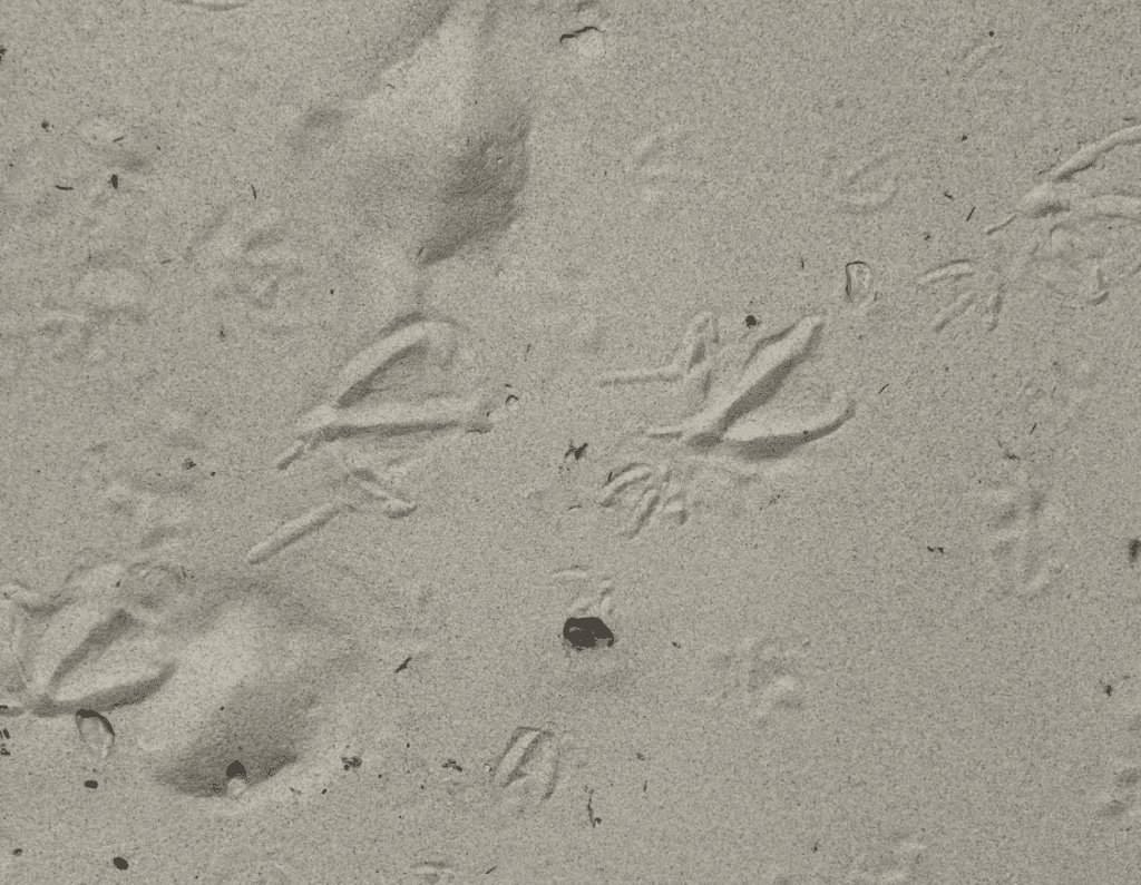 Several webbed animal tracks in white sand on the beach
