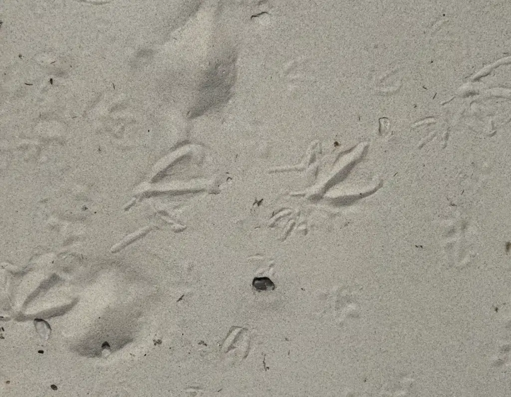 Several webbed animal tracks in white sand on the beach