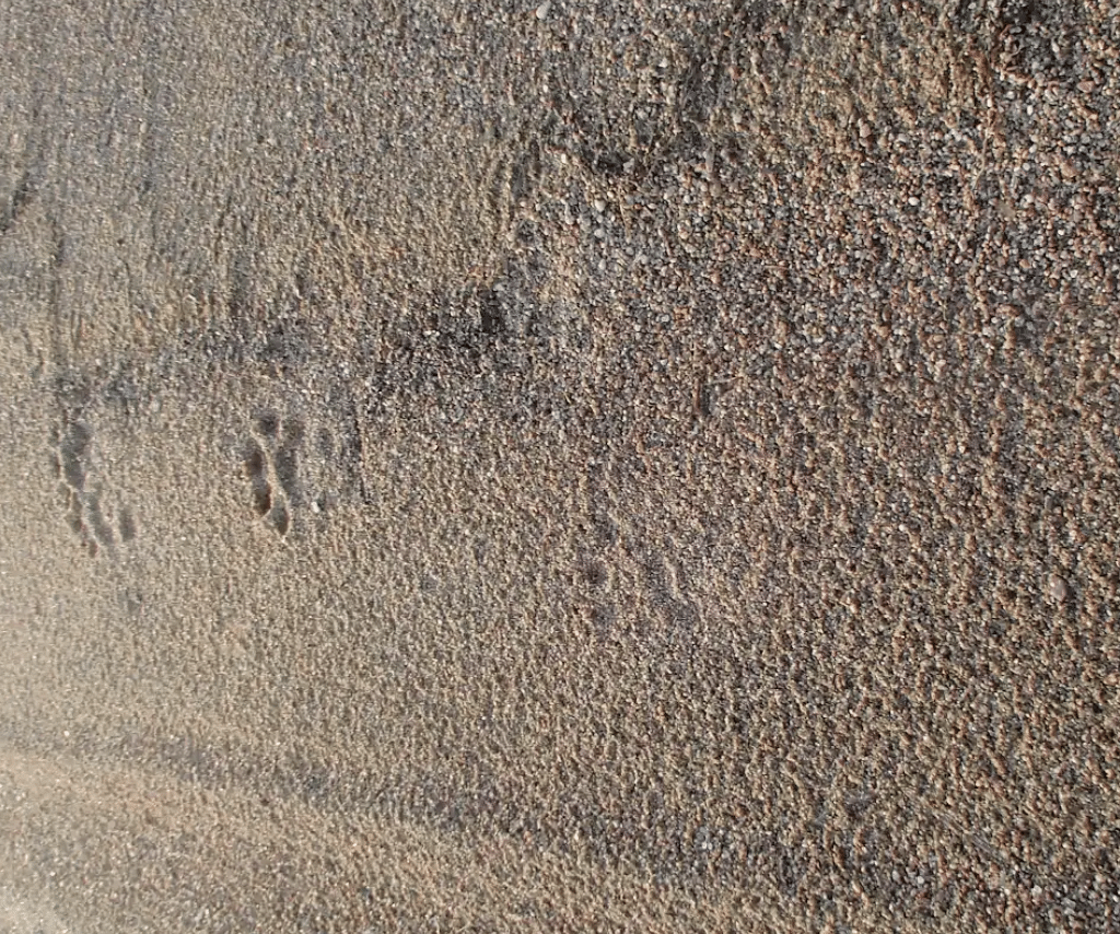Multiple animal tracks made in a brown sandy shore