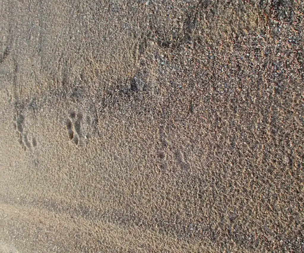 Multiple animal tracks made in a brown sandy shore