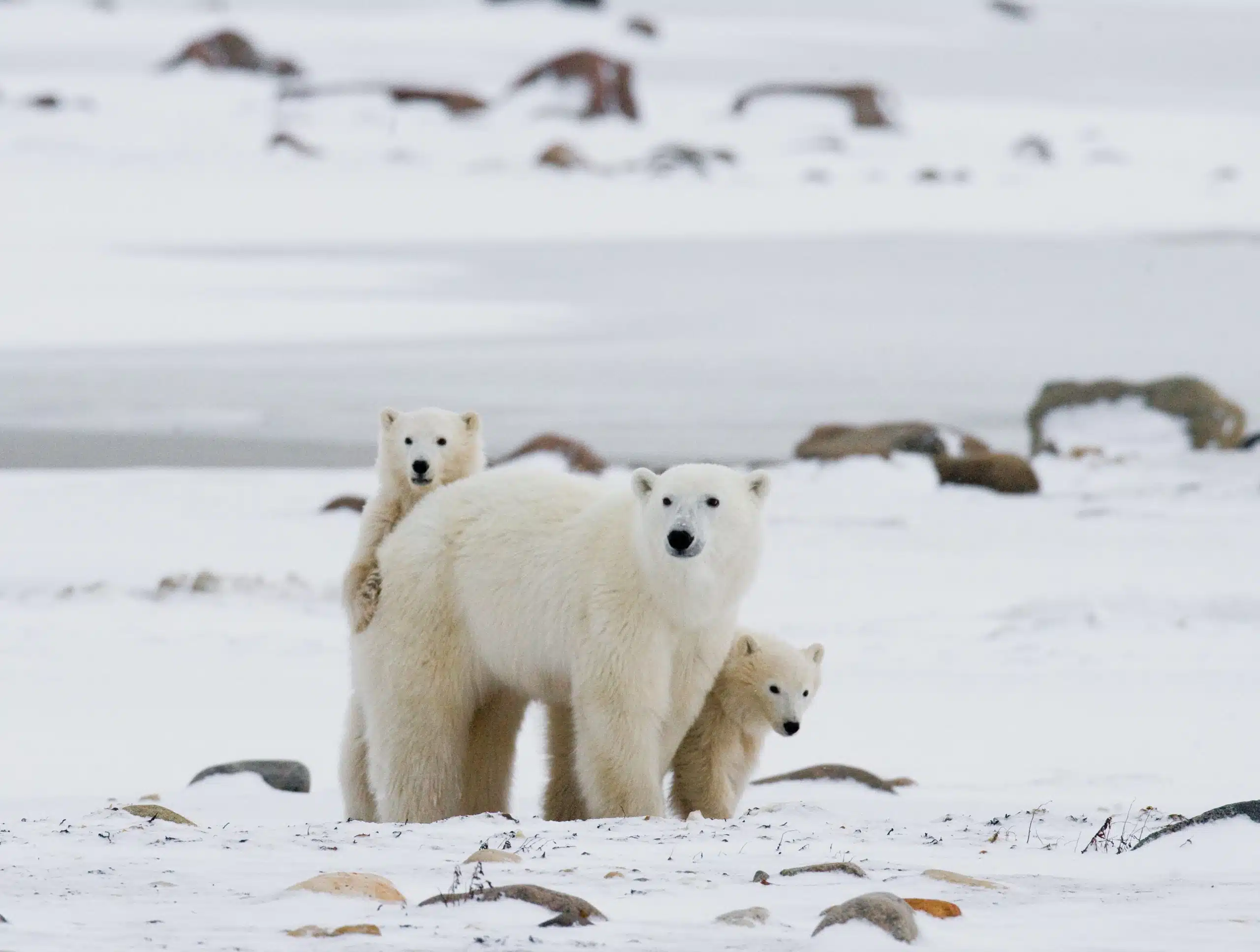 Featured image for “Paws Up for Polar Bear Day!”