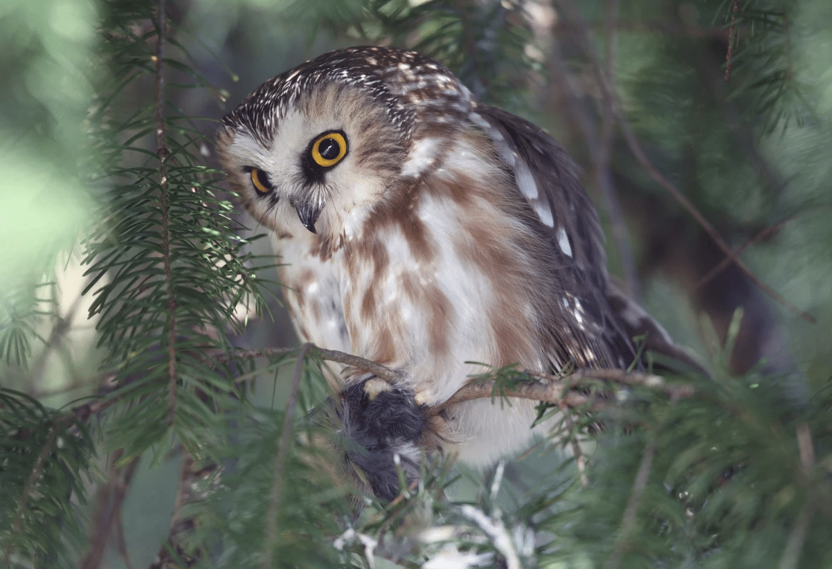 Featured image for “How to Name that Bird”