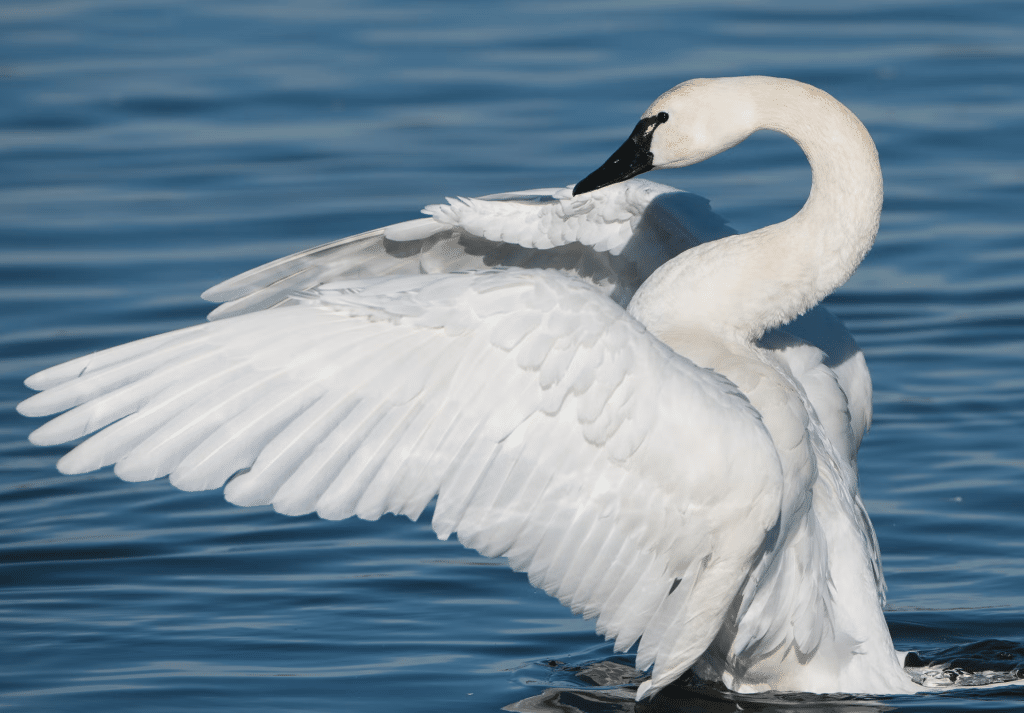 Tundra Swan in water