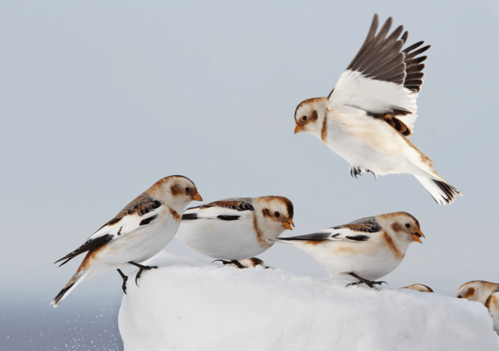 Snow Buntings standing in snow