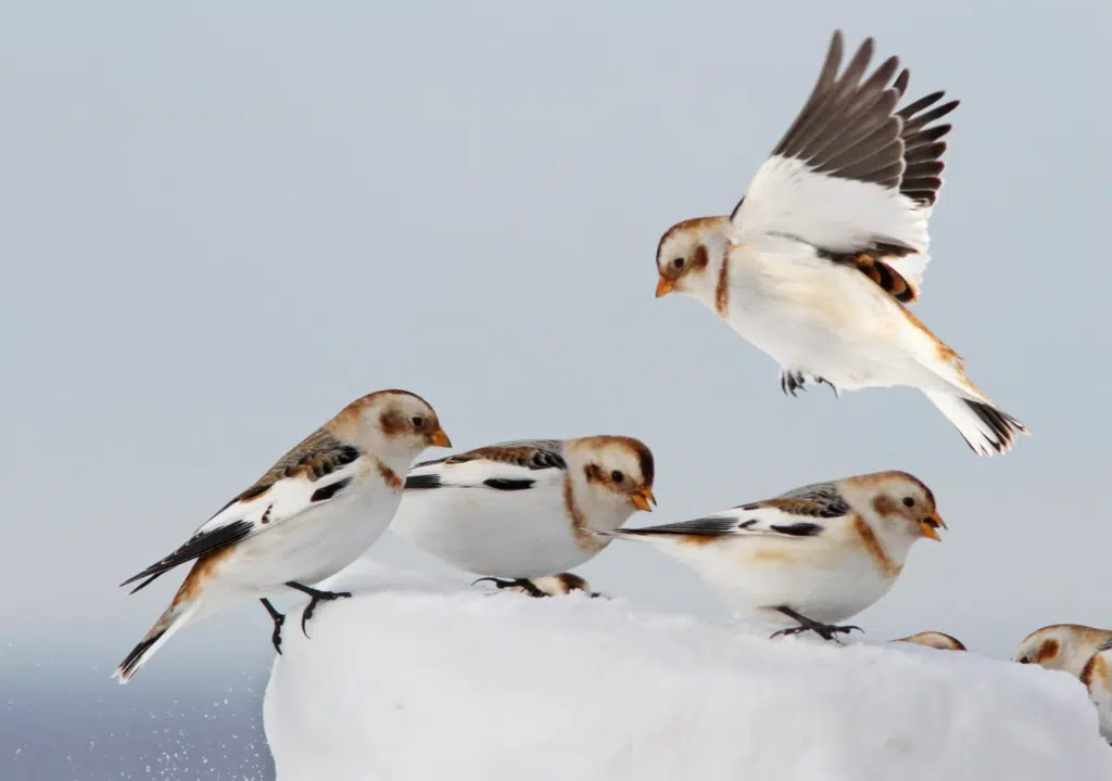 Snow Buntings standing in snow