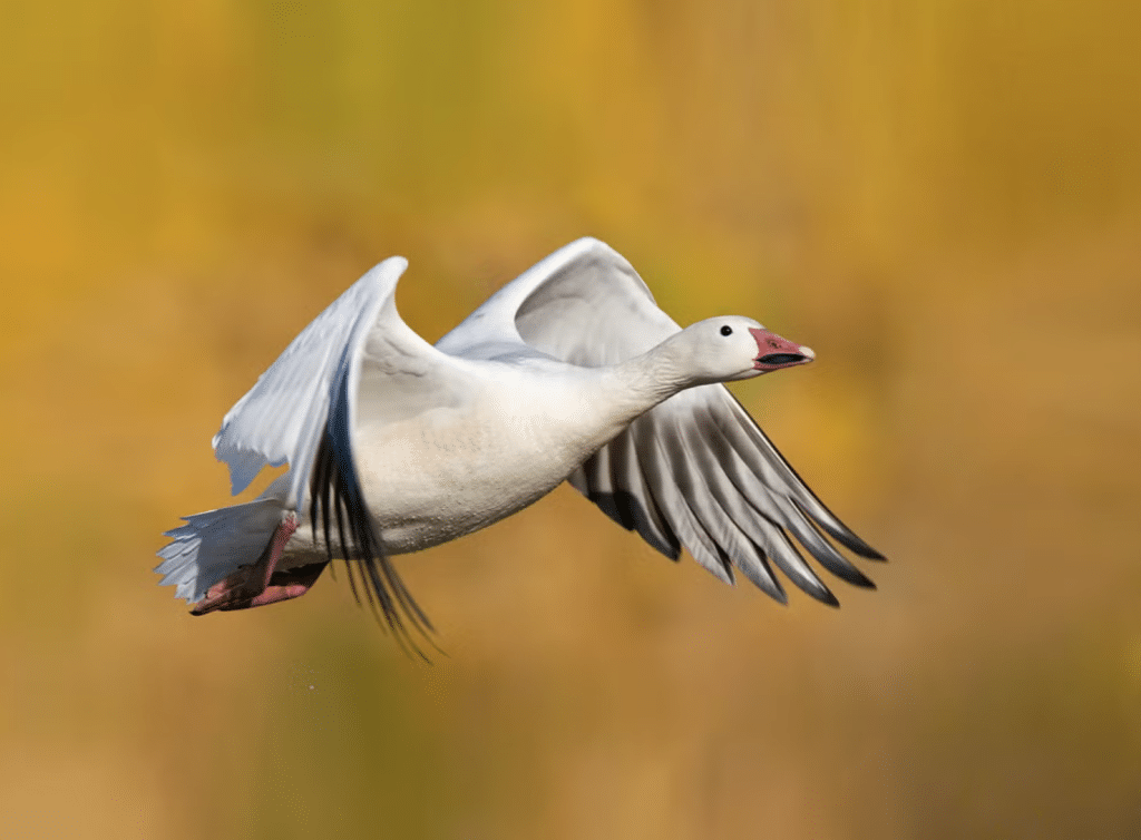 Snow Goose in flight