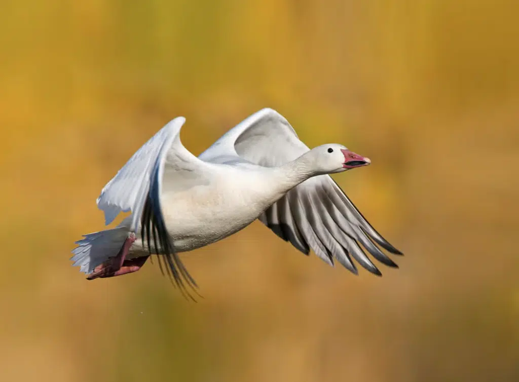 Snow Goose in flight