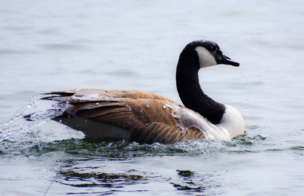 Canada Goose in water