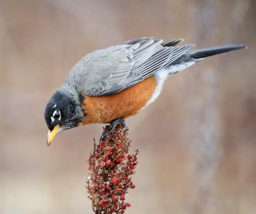 American Robin sitting on a branch with red berries