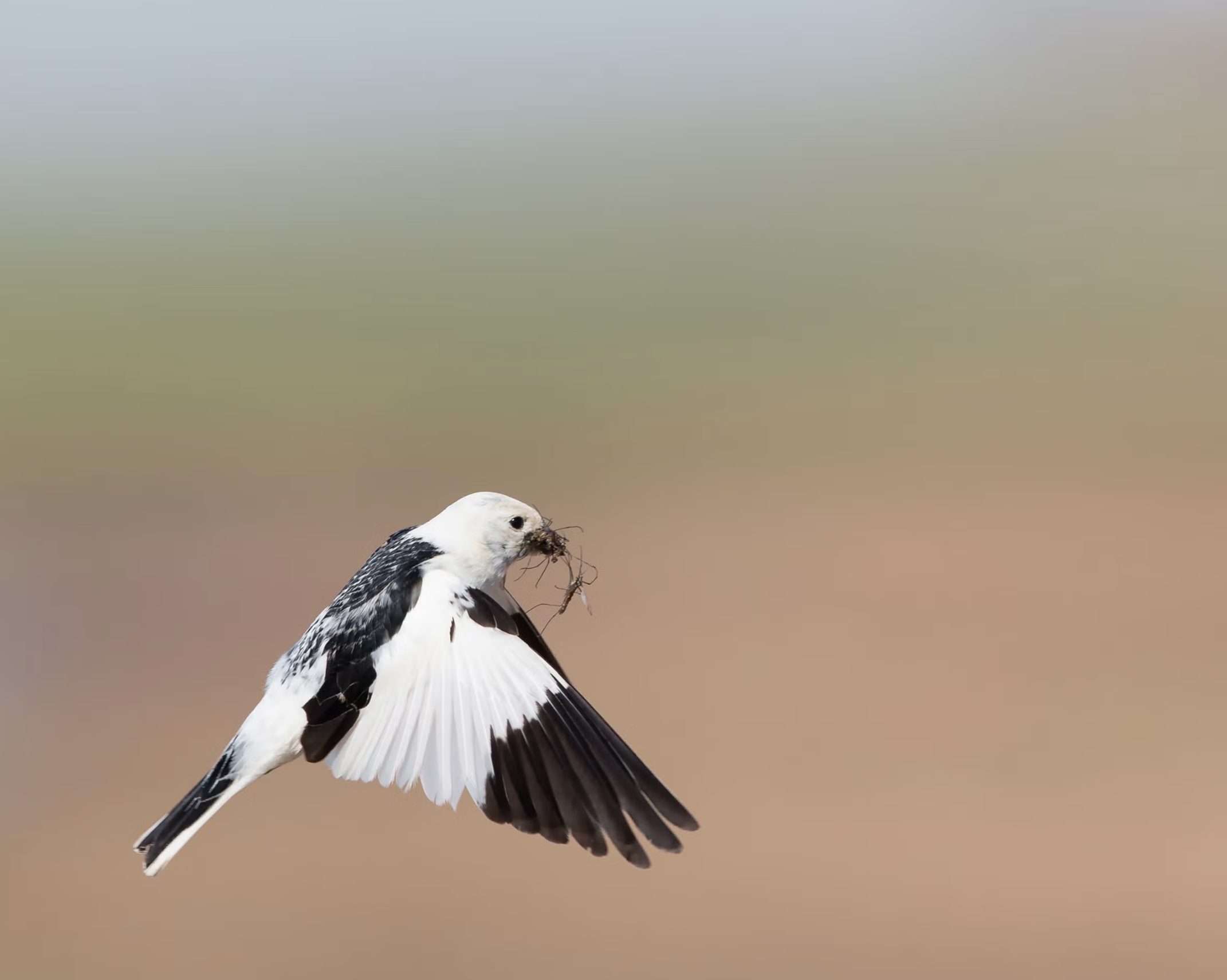 Snow Bunting in flight