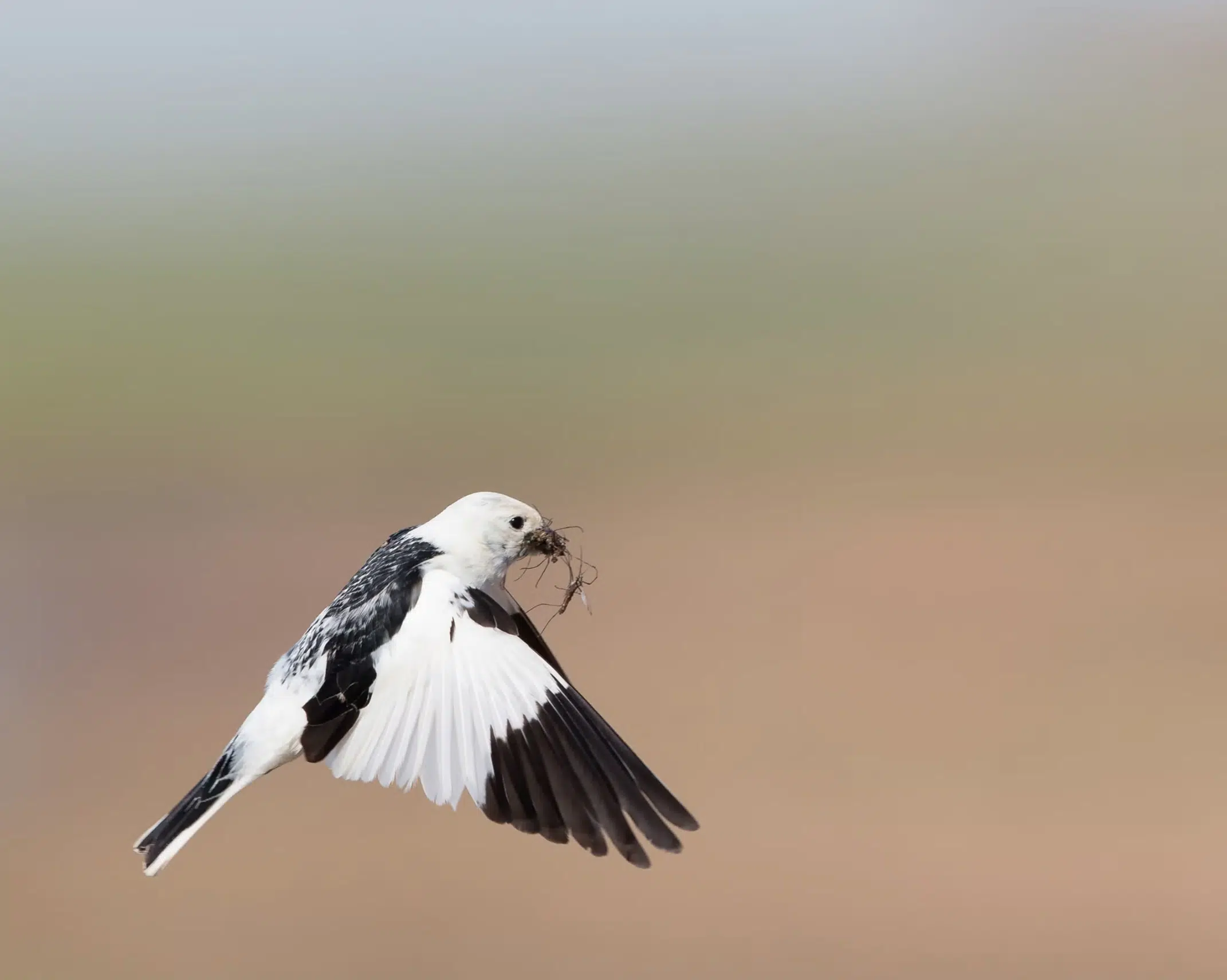Snow Bunting in flight