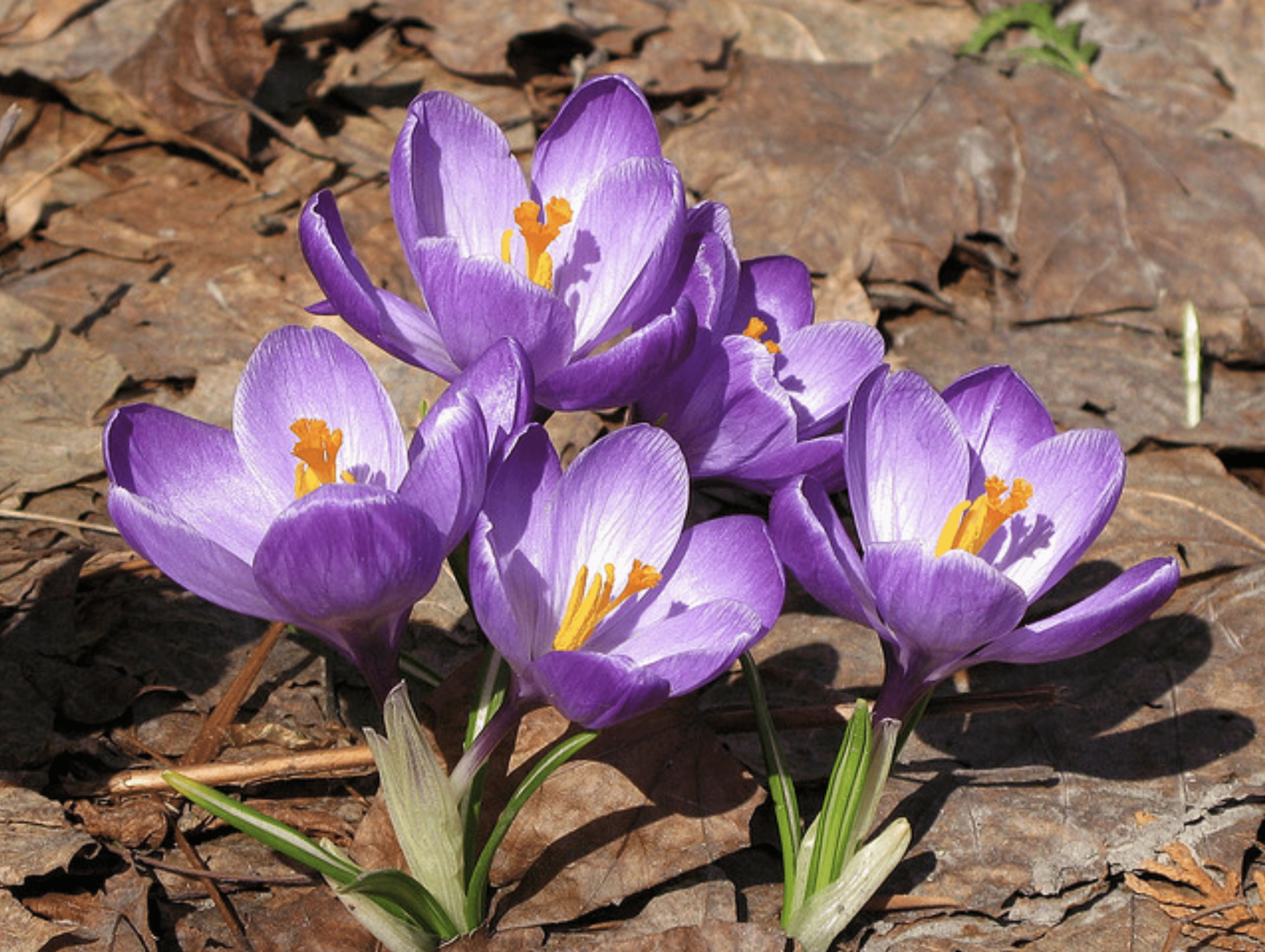 Featured image for “How Climate Change Affects Manitoba’s Biodiversity”