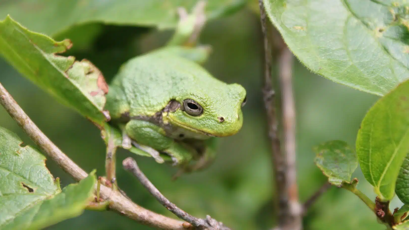 Featured image for “Frog Blog”