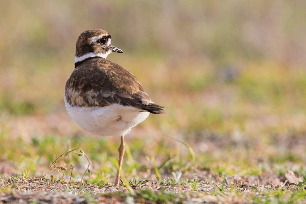 A small brown and white bird, a Killdeer, stands on one leg in the short grass