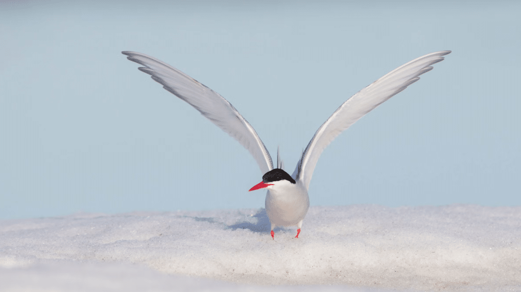 A medium sized bird, an Arctic Tern, with white feathers, and a bright red beak and feet, sits on a patch of snow with it's wings expanded.