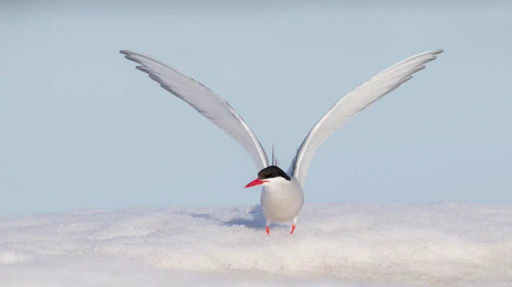 A medium sized bird, an Arctic Tern, with white feathers, and a bright red beak and feet, sits on a patch of snow with it's wings expanded.