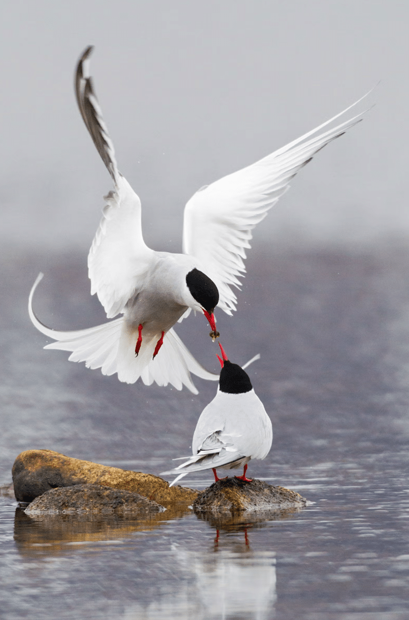 Featured image for “Get the Lowdown on the Birds of the Lowlands”