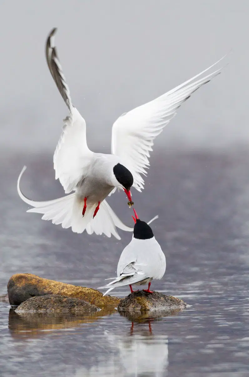 Featured image for “Get the Lowdown on the Birds of the Lowlands”