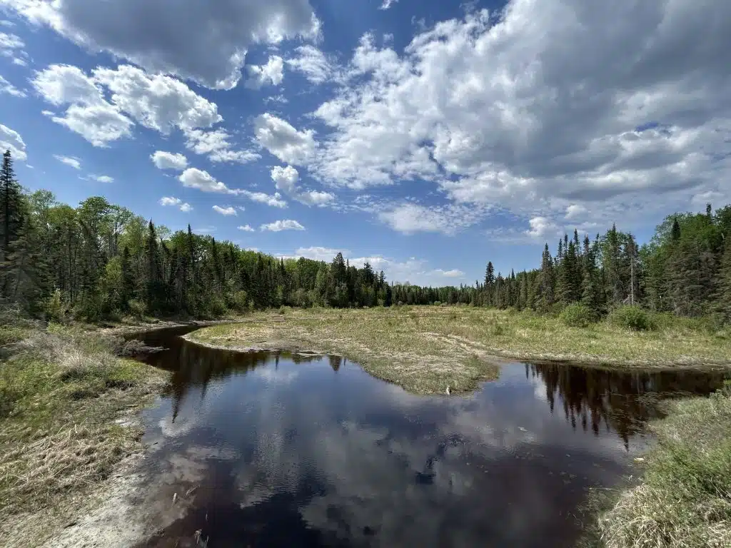 A bog surrounded by forest on all sides. The sky is blue with some cloud cover