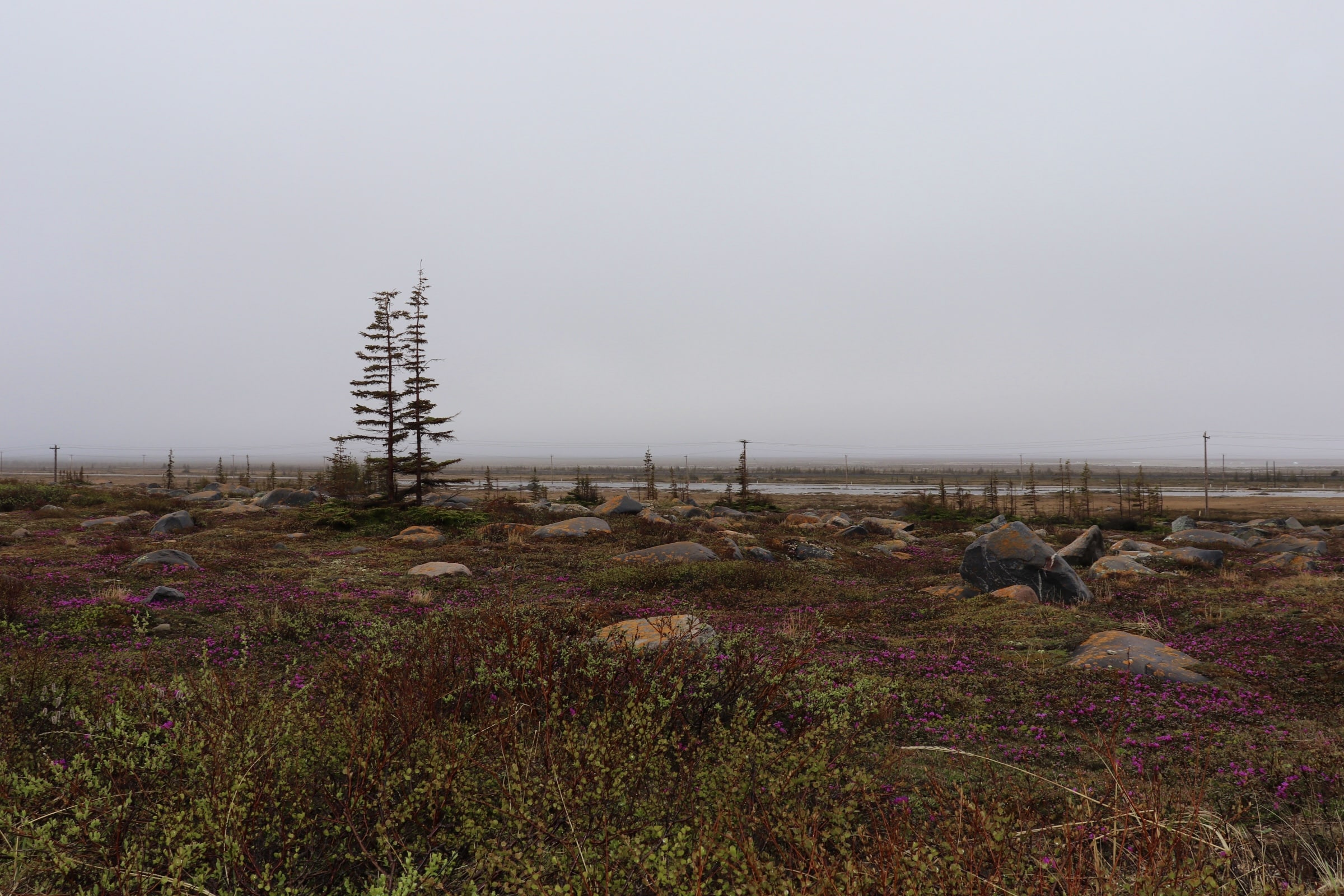 Featured image for “Balance & Coexisting in Churchill”