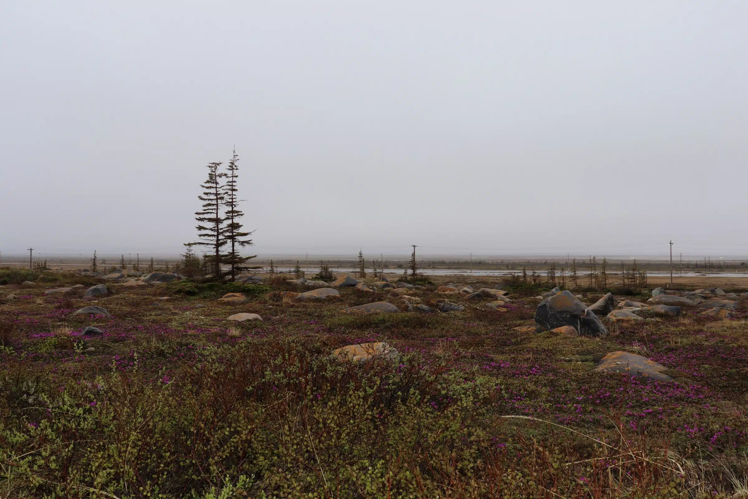 Featured image for “Balance & Coexisting in Churchill”